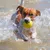 Hond springt in het water met een gele tennisbal in de bek, opspattend water zichtbaar rondom het dier.