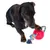 Cane nero gioca con un colorato gioco da masticare in corda e palla di gomma rossa con punte.