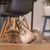 Katze neben einem braunen Kratzspielzeug aus Wellpappe in modernem Wohnraum mit Holzstühlen.