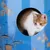 Cardboard house with underwater design and round opening, with a red and white cat looking out.