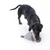 Dog playing with a grey fabric toy shaped like an animal.