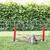 Conejo frente a un obstáculo rojo al aire libre, rodeado por una valla metálica. Adecuado para entrenamiento de agilidad o juegos para conejos.