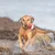 Chien courant dans l’eau avec un jouet flottant rouge, blanc et gris en plastique dans la gueule. Jouet visible pour jeux aquatiques ou de lancer/rapporter.
