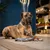 Grote hond met bruin-zwart vacht draagt een zwarte halsband en zit aan een grijze lijn. Lijn ligt op de vloer in een binnenruimte.