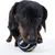 Sort hund leger med en sort tennisbold med Batman-logo.