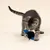 TIAKI gatto giocattolo vibrante pipistrello