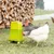 Two chickens drinking from a green plastic water dispenser on grass. Water dispenser with stand feet and carrying handle visible.