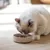 Witte kat eet uit een ronde voerbak op een houten vloer.