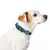 Hund mit türkisfarbenem Halsband, Marke Hunter, sichtbar mit Logo und Verschluss.