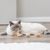 Trixie Jouet sur ressort Matatabi pour chat