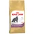 Saco de comida para gatos Royal Canin British Shorthair Adult, indicado para mayores de 12 meses. Texto visible: Feline Breed Nutrition, Muscle Tone & Joint Health, Dental Health, Healthy Heart.