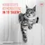 Royal Canin Digestive Care AirLift Mousse