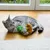 Katze spielt mit grün-gelbem und braunem Plüschspielzeug auf Holzboden vor Fenster. Katze spielt mit grün-gelbem und braunem Plüschspielzeug auf Holzboden vor Fenster.