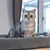 Kerbl Pet Noah IV Ansamblu de cățărat Kerbl Pet Noah IV Ansamblu de cățărat