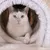 Kat ligt in een beige pluche kattentunnel met witte borstelrand, pootjes zichtbaar aan de voorkant. Materiaal: stof en kunststof borstel.
