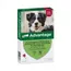 Advantage® 250 voor Honden 10 - 25 kg - Dubbelpak 2 x 4 Pipetten - NL