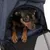 Petit chien noir et marron assis à l’intérieur d’un sac de transport bleu avec ouverture en maille noire visible à l’avant.