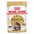 Maine Coon Adult en sauce