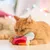 Rote Katze spielt mit einem bunten Stoffspielzeug in Sternenform. Hintergrund unscharf mit Lichterdekoration.