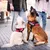 Zwei Hunde tragen rote Julius-K9 Geschirre und sitzen neben ihren Besitzerinnen auf einem gepflasterten Platz.