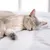 Virbac Veterinary HPM Cat Digestive Support G1