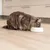 Langhaarige Katze frisst aus einem weißen Futternapf auf hellem Holzboden.
