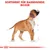 Sortiment für Rassehunde: Boxer. Illustration eines Boxers mit Massangaben.