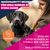Eukanuba Premium Nutrition Junior Large & Giant Breed Chicken