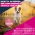 Eukanuba Premium Nutrition Senior Small Breed Pollo