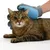 Braun getigerte Katze wird mit einer blauen Fellpflege-Handschuhbürste gestriegelt. Zeigt Anwendung des Produkts zur Tierpflege.