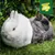 Two rabbits on grass, top right a green seal with yellow lettering: 'Muesli Free Co. Stamping out selective feeding'.