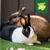 Two rabbits are lying on artificial grass. In the top right, it says: Muesli Free Co., Stamping out selective feeding. Two rabbits are lying on artificial grass. In the top right, it says: Muesli Free Co., Stamping out selective feeding.