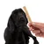 Chien noir regardant un bâton à mâcher clair tenu par une main humaine, fond blanc. Le produit visible est le bâton à mâcher.