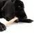 Schwarzer Hund kaut auf einem Kauknochen. Produktanwendung wird demonstriert.