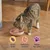 Cat eating wet food from a bowl with icons stating grain free, delicious recipes, and made for cats.