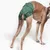Hund trägt eine grüne, wiederverwendbare Hundewindel mit Klettverschluss.