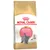 Royal Canin Kitten British Shorthair dry food for kittens, specially formulated for muscle and bone growth. Packaging with grey cat and pink label.