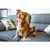 Dog sitting on a sofa next to a bottle of Animology Dirt Dawg spray, showing product use in a home setting.