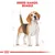 Illustration showing breed range for Beagle with outline measurements and anatomical sketch details.