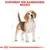 Sortiment für Rassehunde: Beagle. Illustration eines Beagles mit anatomischen Skizzen und Royal Canin Logo unten.