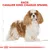 Race: Cavalier King Charles Spaniel. Illustration af hund med brune og hvide farver, omgivet af skitserede linjer. Teksten er på engelsk.