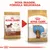Comparação de embalagens Royal Canin para cachorro Dachshund: à esquerda 'Junior', à direita 'Puppy'. Texto superior: 'Nova imagem, fórmula melhorada'.