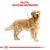 Fajta: GOLDEN RETRIEVER felirat, illusztráció egy golden retriever kutyáról, háttérben méretarányos vázlatvonalakkal.