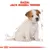 Royal Canin Jack Russell Puppy Crocchette per cane