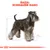 Illustrazione di cane con testo in alto: Razza: Schnauzer Nano. Sullo sfondo sono visibili linee e misure schematiche.