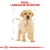 Rasa: Labrador Retriever, imagine cu un cățel Labrador pe fundal alb și schiță de dimensiuni în jurul corpului.