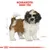 Koirarotu: Shih Tzu. Kuvassa piirros ruskea-valkoisesta shih tzu -koirasta, tekijän nimi G. Detthorey näkyvissä alakulmassa.