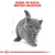 GAMA DE RAÇA: BRITISH SHORTHAIR em letras vermelhas acima de ilustração de um gato cinzento British Shorthair. Logótipo Royal Canin visível na parte inferior.