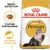 Pachet Royal Canin Adult Persian, imagine cu pisică persană, text: Crochete individualizate, Sănătatea părului lung, BREED NUTRITION. Pachet Royal Canin Adult Persian, imagine cu pisică persană, text: Crochete individualizate, Sănătatea părului lung, BREED NUTRITION.