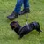 Hund mit schwarzem Geschirr und Leine, geführt von einer Person in Wanderschuhen auf einer Wiese.